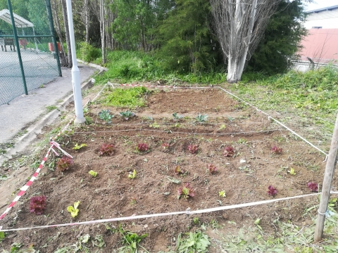 Horta em fase intermédia de crescimento das espécies semeadas e plantadas.